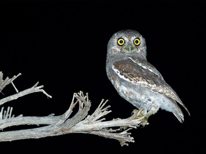 Elf Owls are not a dependable rat-control plan Elf Owls are not a dependable rat-control plan