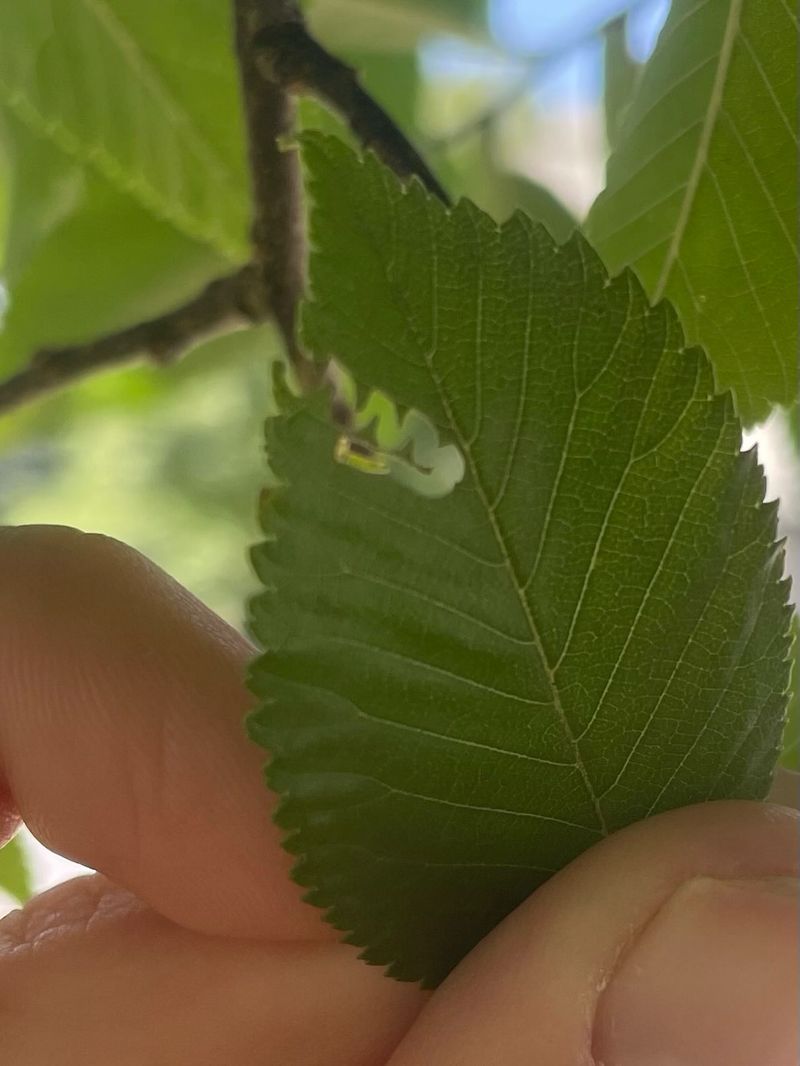 Elm Zigzag Sawfly Defoliates Elms