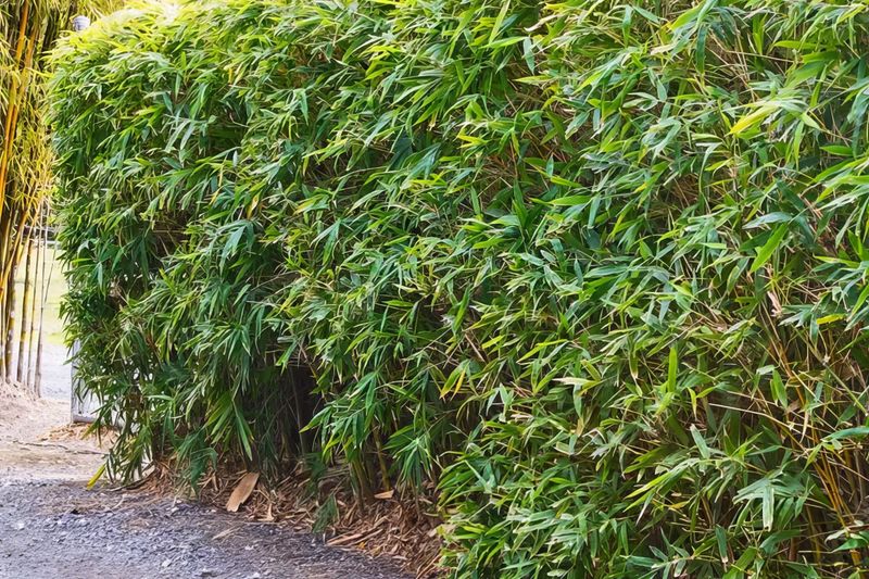 Embers Catch In Dense Foliage