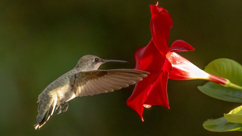 Embrace Pollinator Benefits Embrace Pollinator Benefits