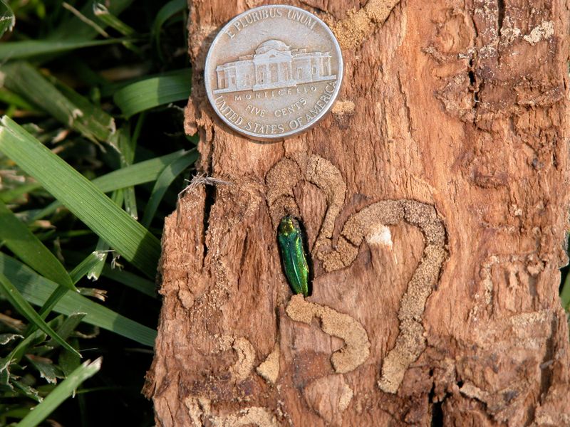 Emerald Ash Borer Targets Ash Trees