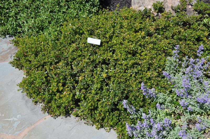 Emerald Carpet Manzanita Needs Almost No Attention Once Established