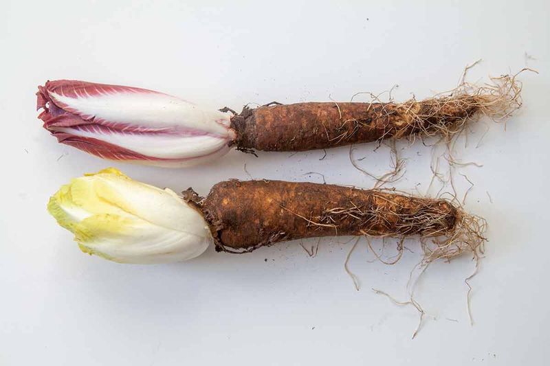 Endive Brings A Crisp Fall Harvest To The Garden