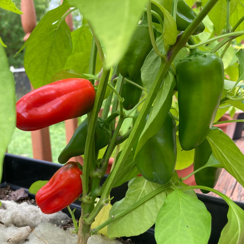 Ripening Fruit Steals Energy From New Flowers