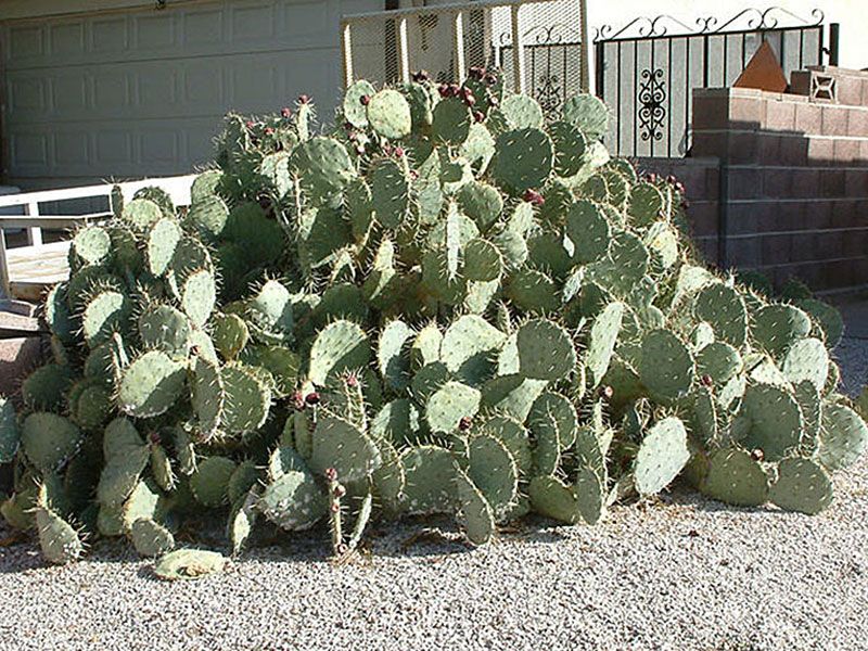 Engelmann's Prickly Pear Engelmann's Prickly Pear