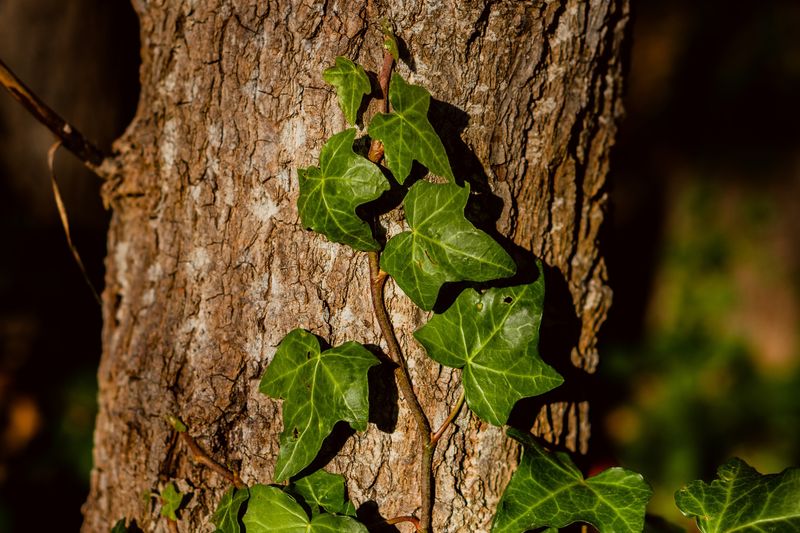 English Ivy 
