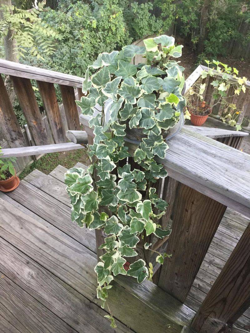 English Ivy English Ivy