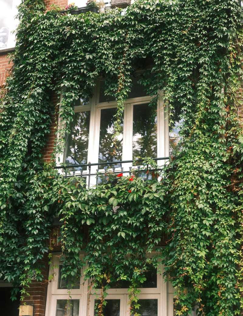 English Ivy Forgets Where To Stop
