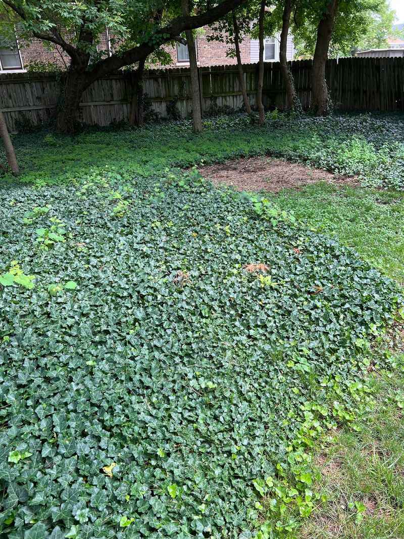 English Ivy Is Officially Invasive Here English Ivy Is Officially Invasive Here