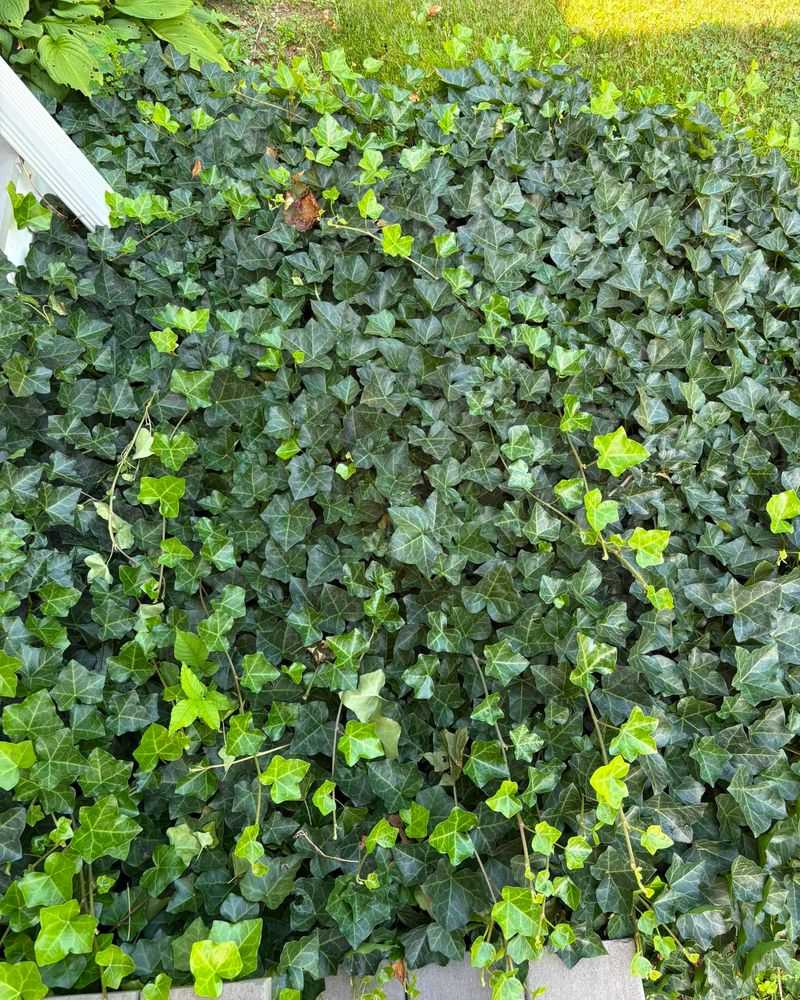 English Ivy Keeps Spreading Long After It Covers The Ground