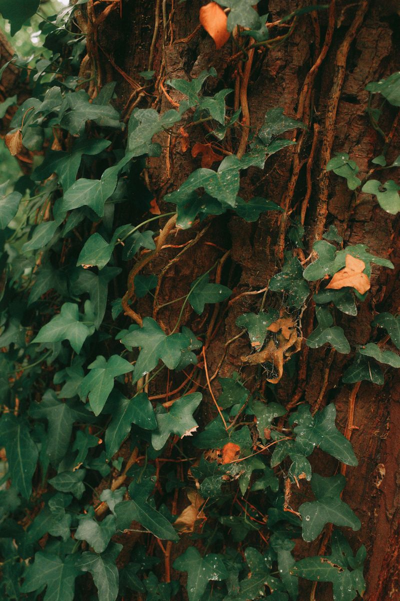 English Ivy Looks Classic While It Climbs And Covers Trees