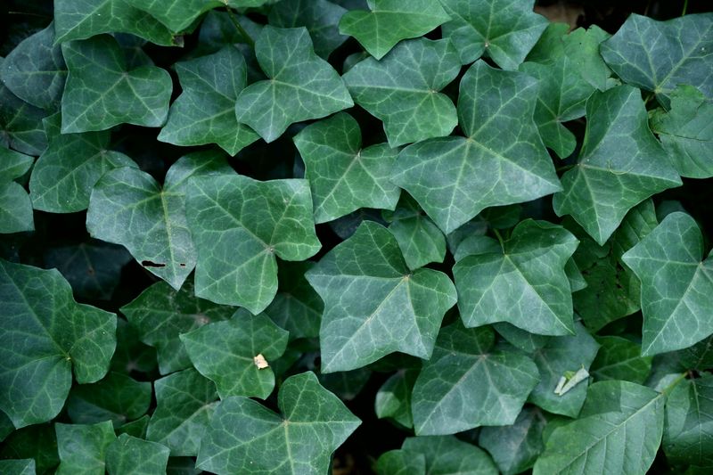 English Ivy Spreads Across Shady Ground English Ivy Spreads Across Shady Ground