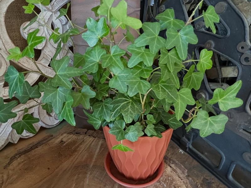 English Ivy, Toxic To Pets And A Forest Invader English Ivy, Toxic To Pets And A Forest Invader