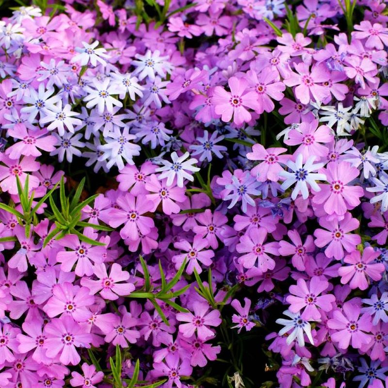 Enjoy A Carpet Of Spring Flowers Enjoy A Carpet Of Spring Flowers