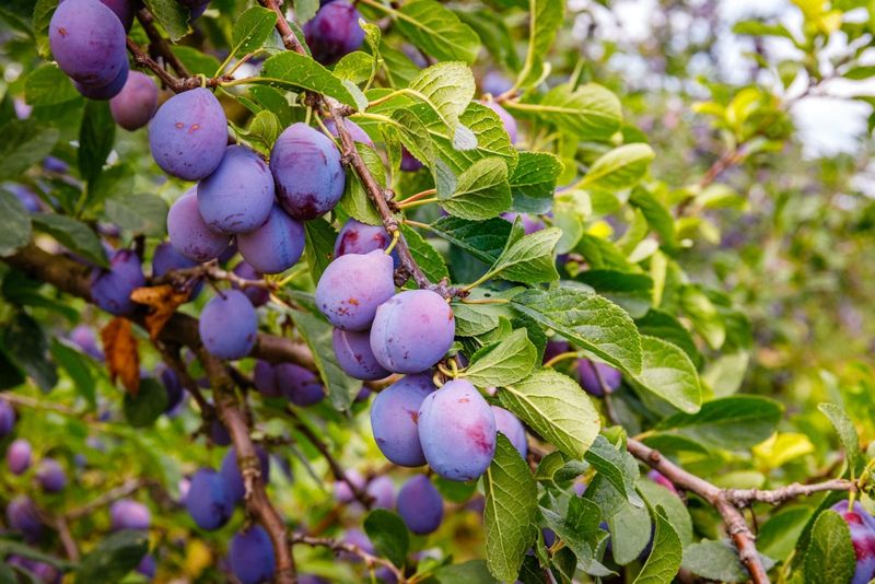 Enjoy Backyard Fruit Without Creating Rodent Problems