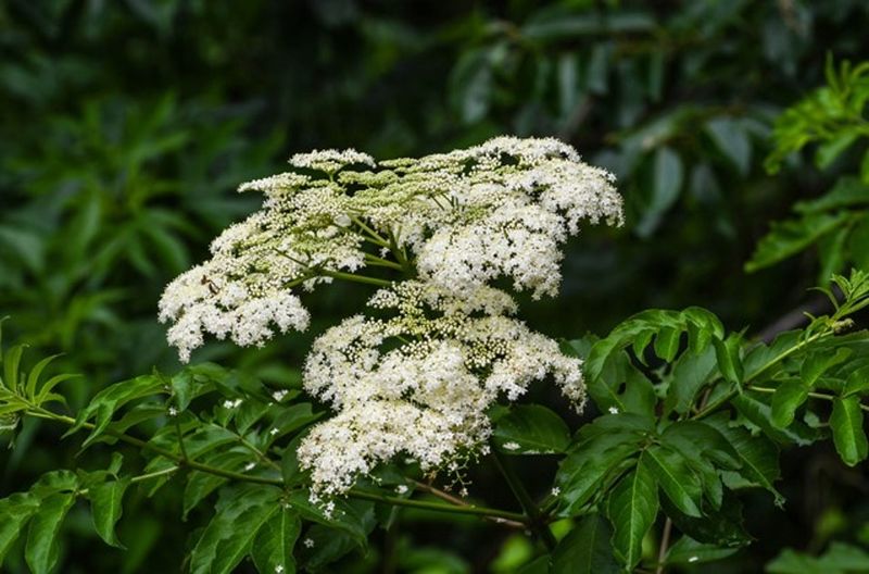 Enjoy Summer Flowers And Fall Berries Enjoy Summer Flowers And Fall Berries