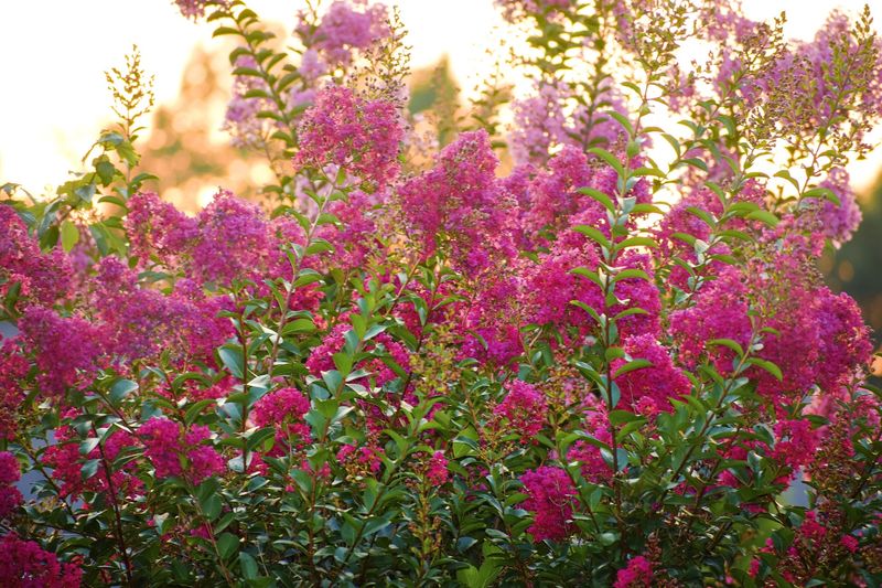 Enjoy The Flowers But Keep Watching Enjoy The Flowers But Keep Watching