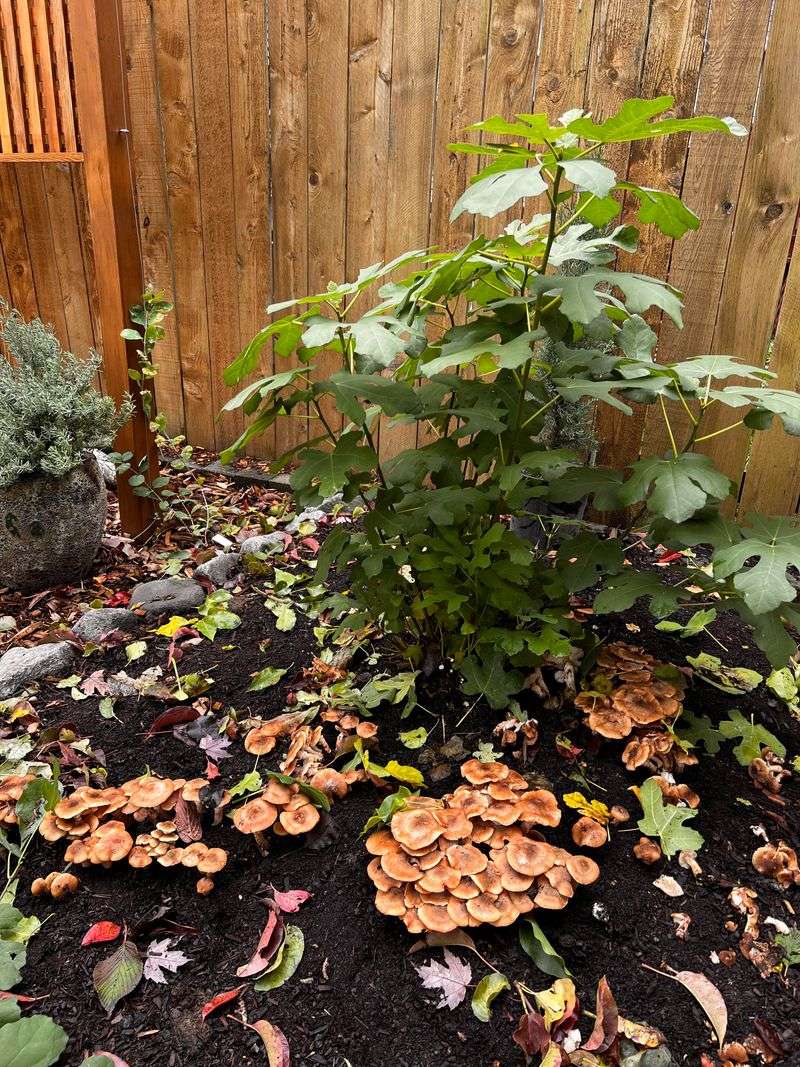 Enjoy Them As A Sign Of Healthy Soil Enjoy Them As A Sign Of Healthy Soil