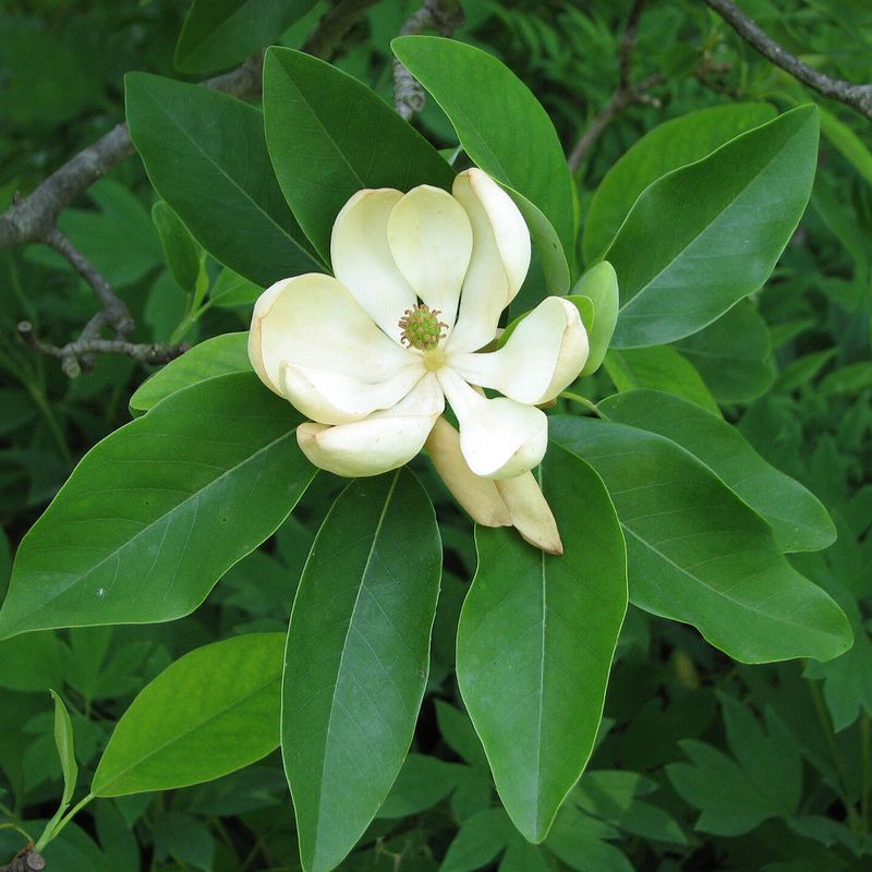 Enough Growing Space Helps It Develop Into A Healthy Tree Enough Growing Space Helps It Develop Into A Healthy Tree