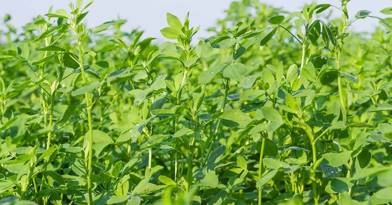 Enriching Soil With Alfalfa Hay and Organic Matter