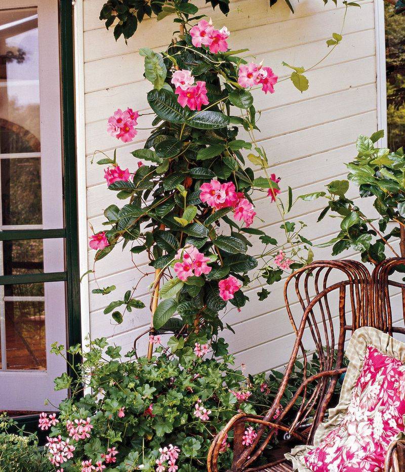 Ensure Adequate, Filtered Sunlight Ensure Adequate, Filtered Sunlight