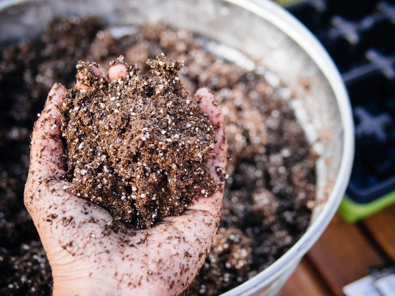 Ensure Well-Draining Soil for Arizona Geranium Health Ensure Well-Draining Soil for Arizona Geranium Health