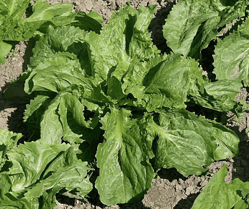 Escarole