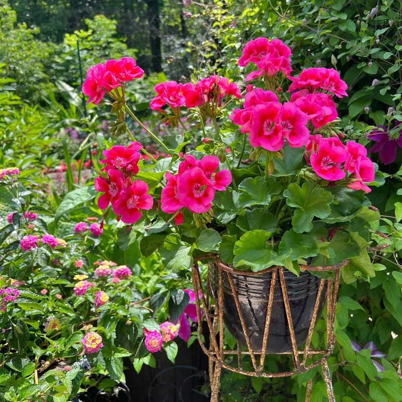 Essential Tips For Geranium Success In Ohio Essential Tips For Geranium Success In Ohio