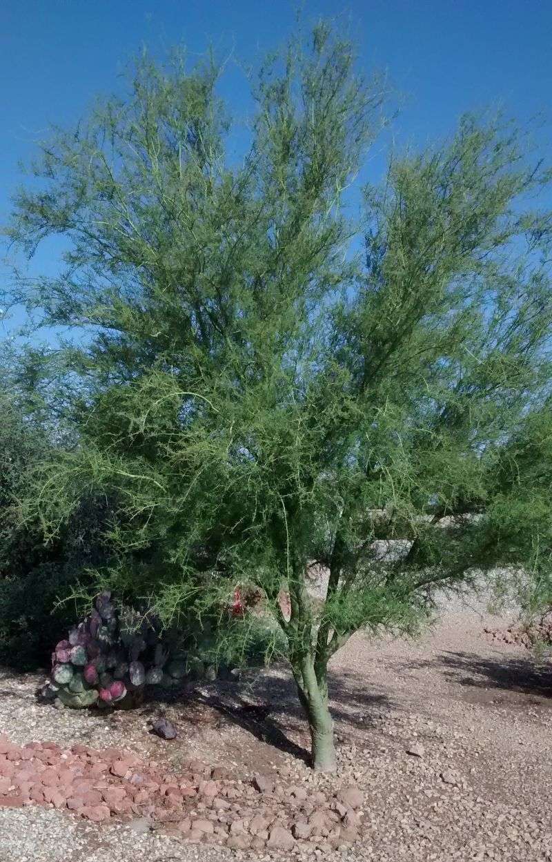 Establish the tree with careful watering Establish the tree with careful watering