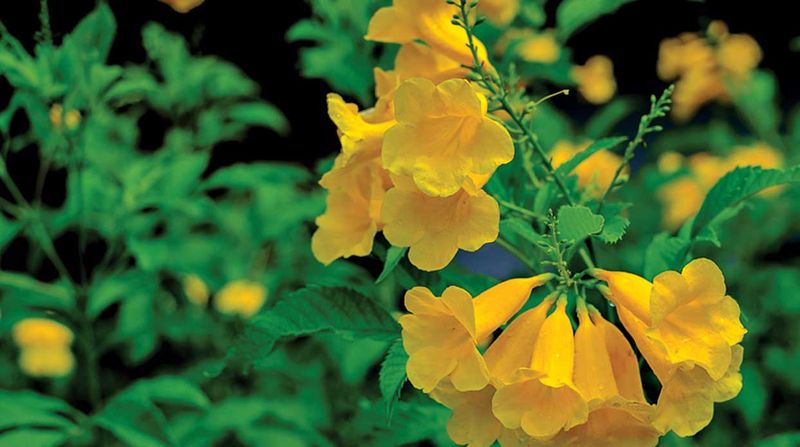 Establish the vine before reducing its irrigation