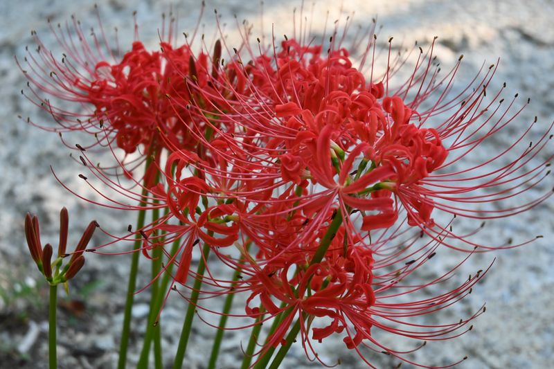 Established Clumps Can Return For Years Established Clumps Can Return For Years