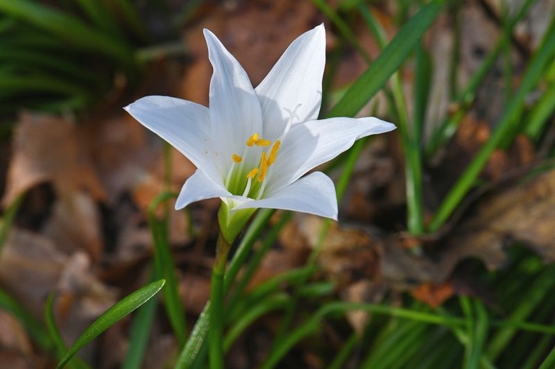 Established Clumps Can Slowly Fill An Empty Garden Spot