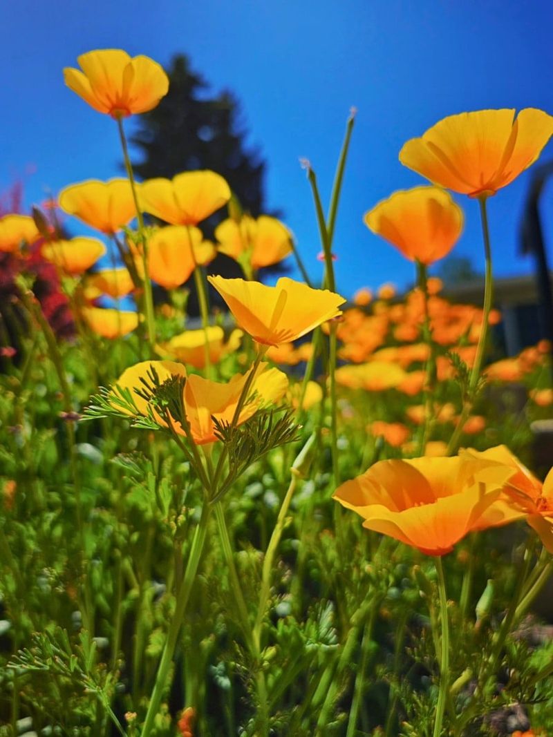 Established Patches Attract Native Pollinators Reliably Established Patches Attract Native Pollinators Reliably