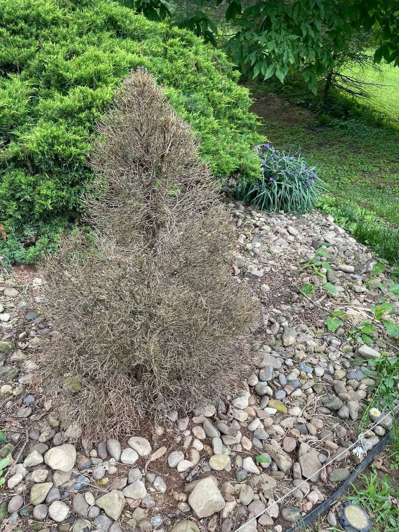 Established Plants Can Enter Dormancy Naturally Established Plants Can Enter Dormancy Naturally