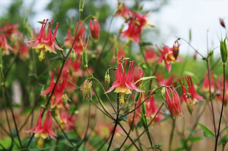 Established Plants Can Return For Seasons To Come Established Plants Can Return For Seasons To Come