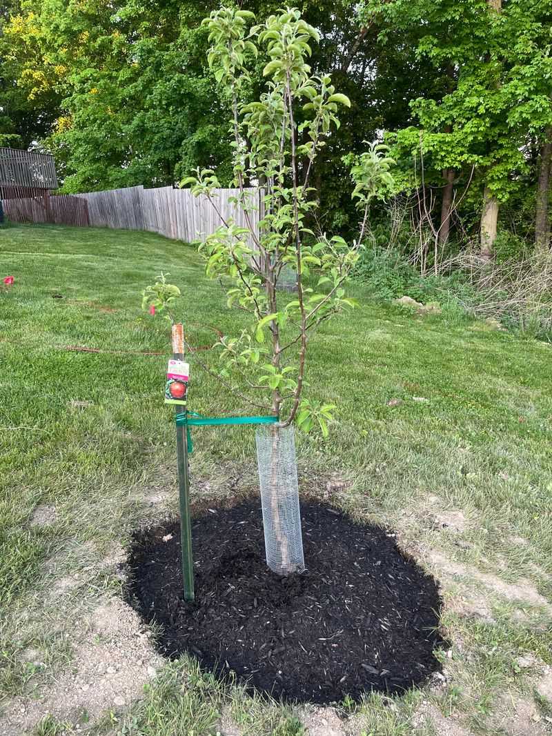 Established Roots Help Trees Handle Their First Summer Established Roots Help Trees Handle Their First Summer