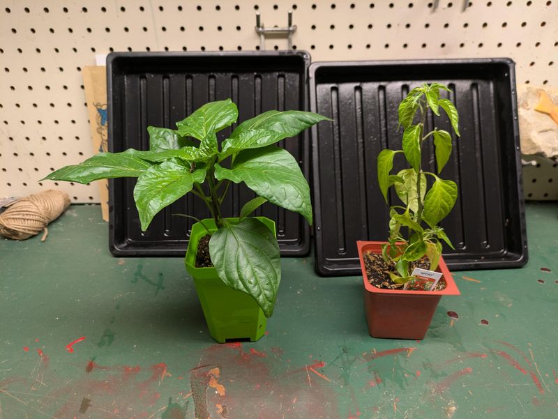 Established Roots Outperform New Transplants Established Roots Outperform New Transplants