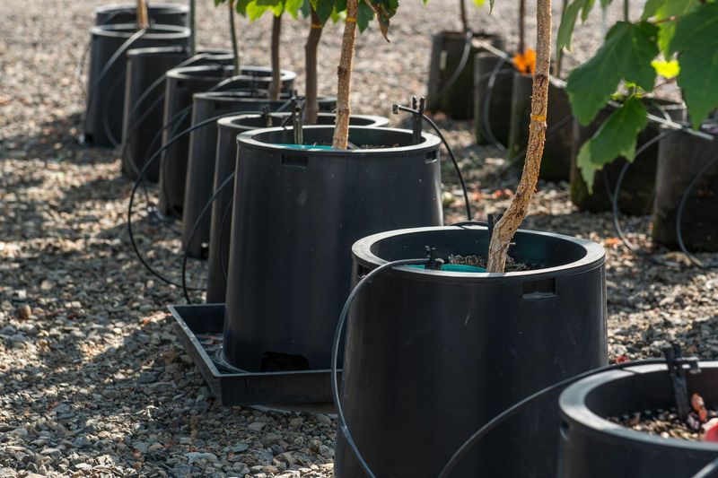 Established Roots Still Need Deep Watering