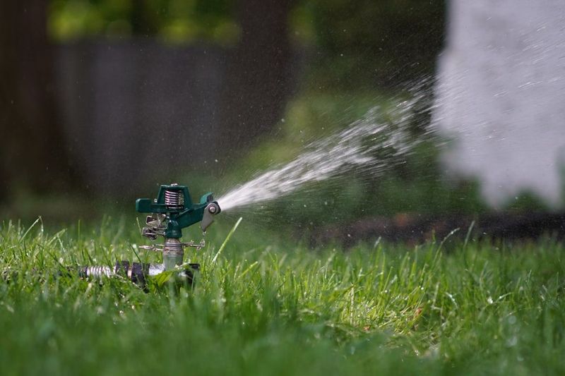 Established Seedlings Need Deeper, Less Frequent Watering Established Seedlings Need Deeper, Less Frequent Watering