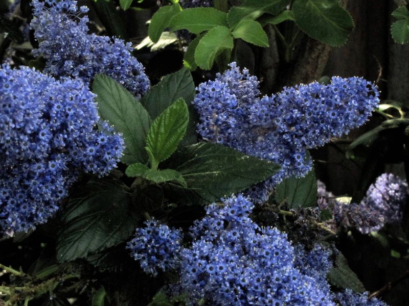 Established Shrubs Rarely Need Extra Nutrients Established Shrubs Rarely Need Extra Nutrients