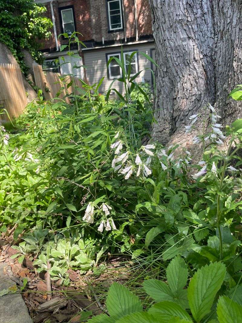 Established Trees Compete For Ground Water