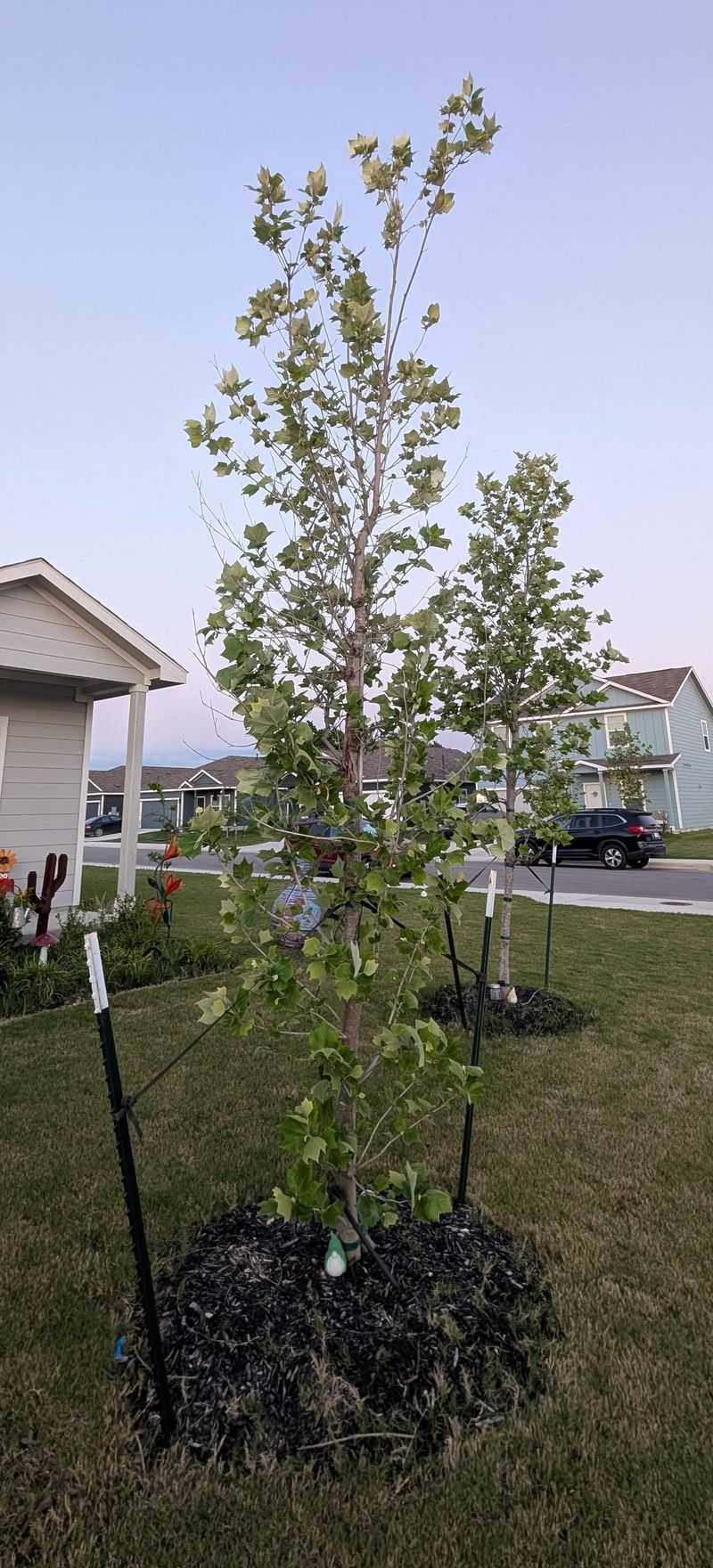 Established Trees Rarely Need Stakes Anymore