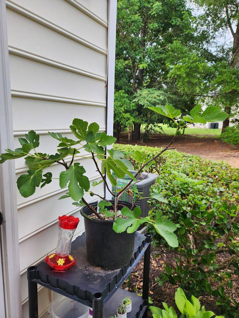 Established Trees Usually Recover Fine