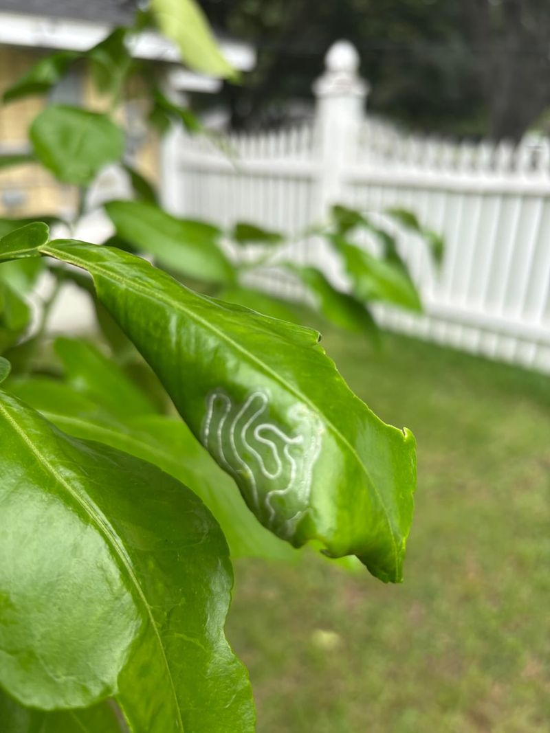 Established Trees Usually Tolerate It Fine