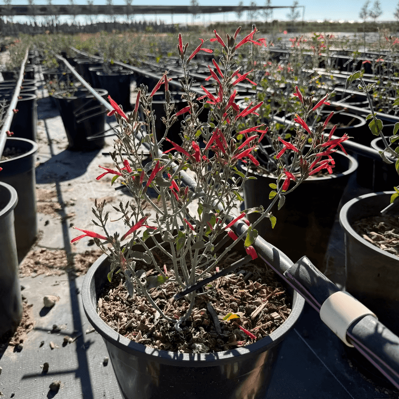 Establishment care matters even for a low-water native Establishment care matters even for a low-water native