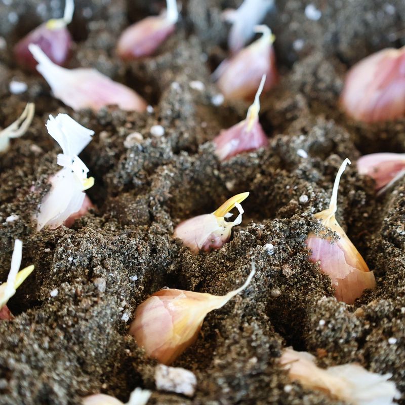 Estimating Pounds, Cloves, And Bed Space