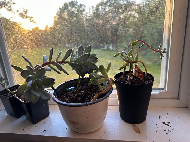 Etiolation Explains The Leggy New Growth