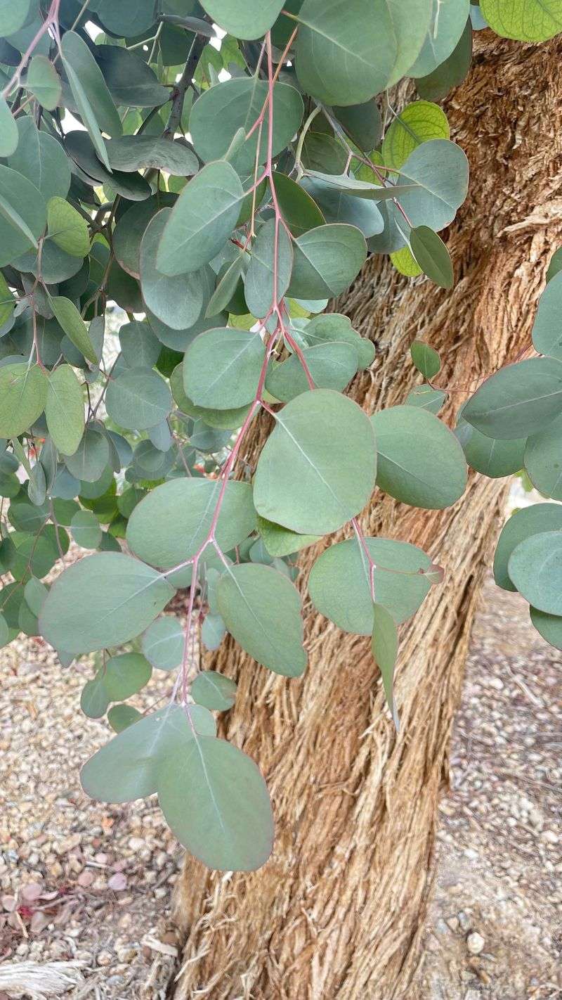 Eucalyptus Drops Oily Flammable Litter Eucalyptus Drops Oily Flammable Litter