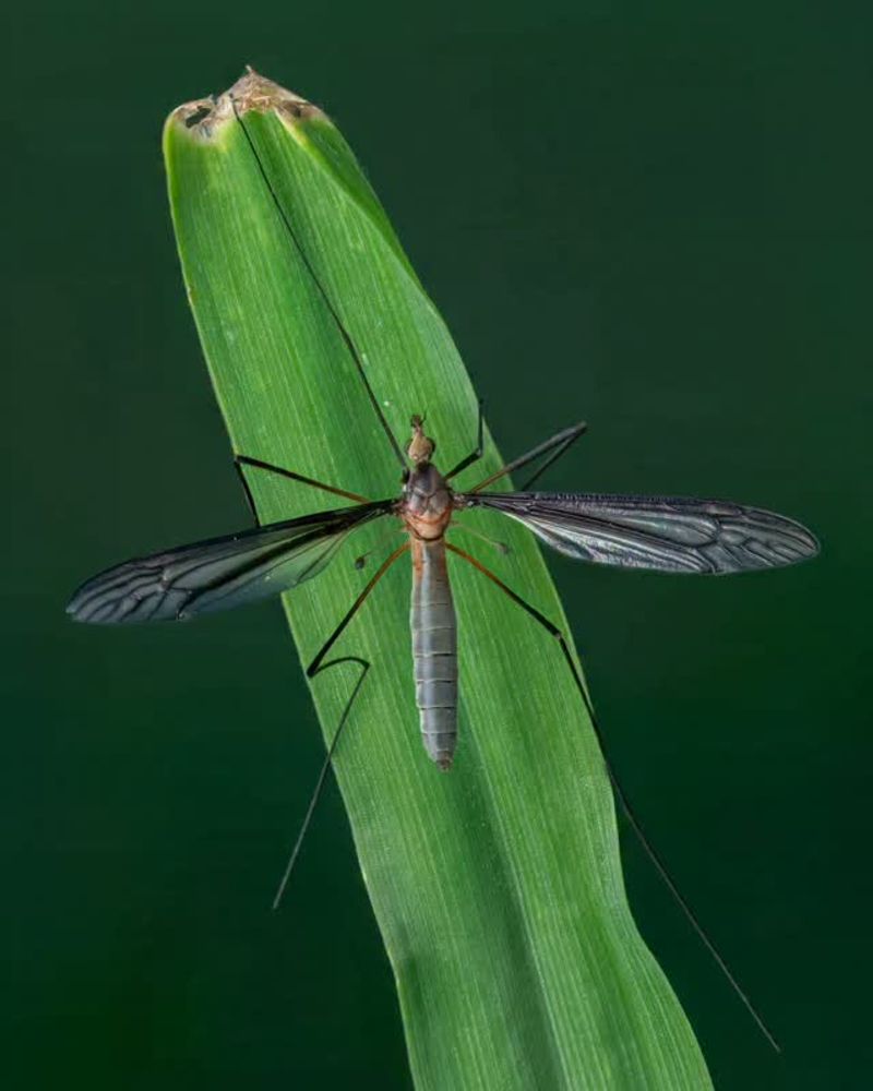 European Crane Flies Behind The Autumn Porch-Light Parade