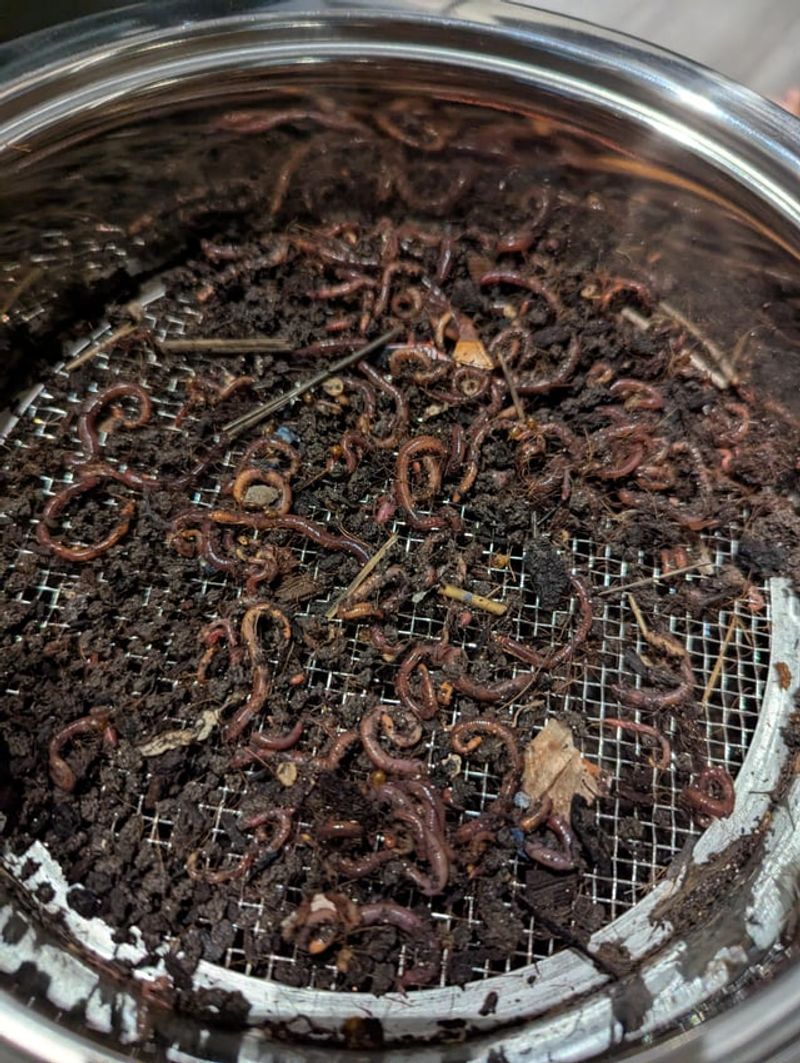 European Origins Of Connecticut's Worm Population European Origins Of Connecticut's Worm Population